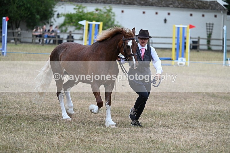 WJ7_8235 - Class 4 Prettiest Mare up to 14.2hh