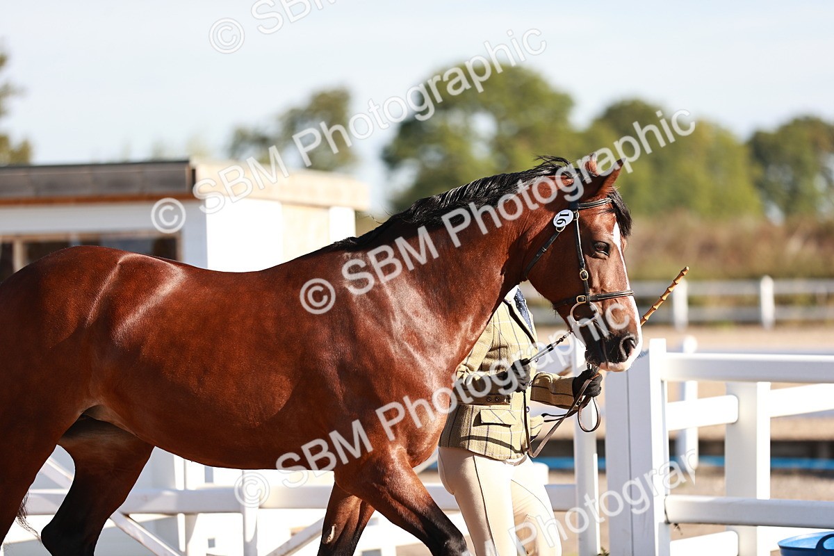 SBM_11379 - Class 402 - IH  Veteran pony