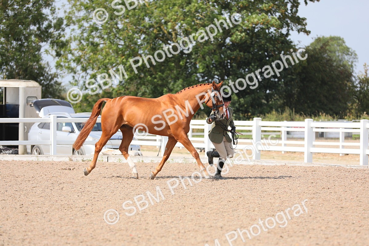 SBM_15702 - Class 312 IH Competition Horse/Pony