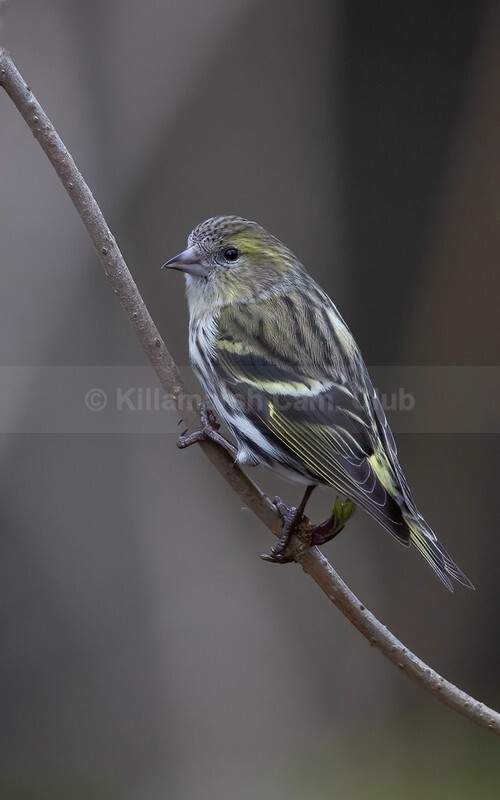 Female siskin - WEBSITE PICTURES