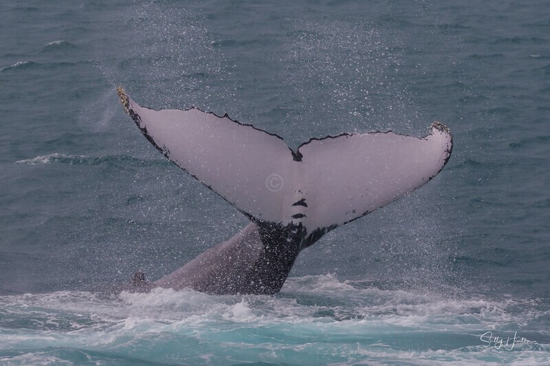 0A3A4664 - Copy - 2025 Hervey Bay Whales