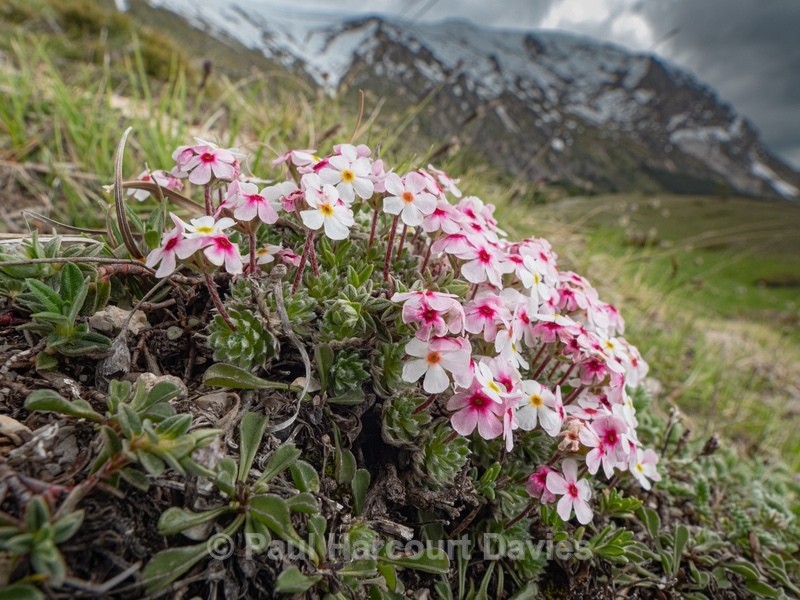 Rock Jasmine (Androsace villosa) - Flowers in the Landscape - 2