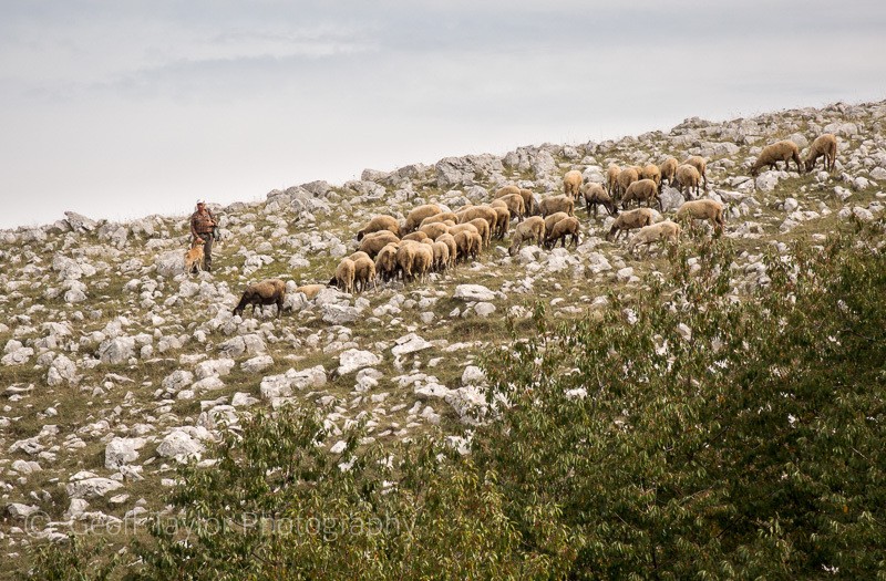 Shepherd with his flock - Naples, Padula & Northern Calabria