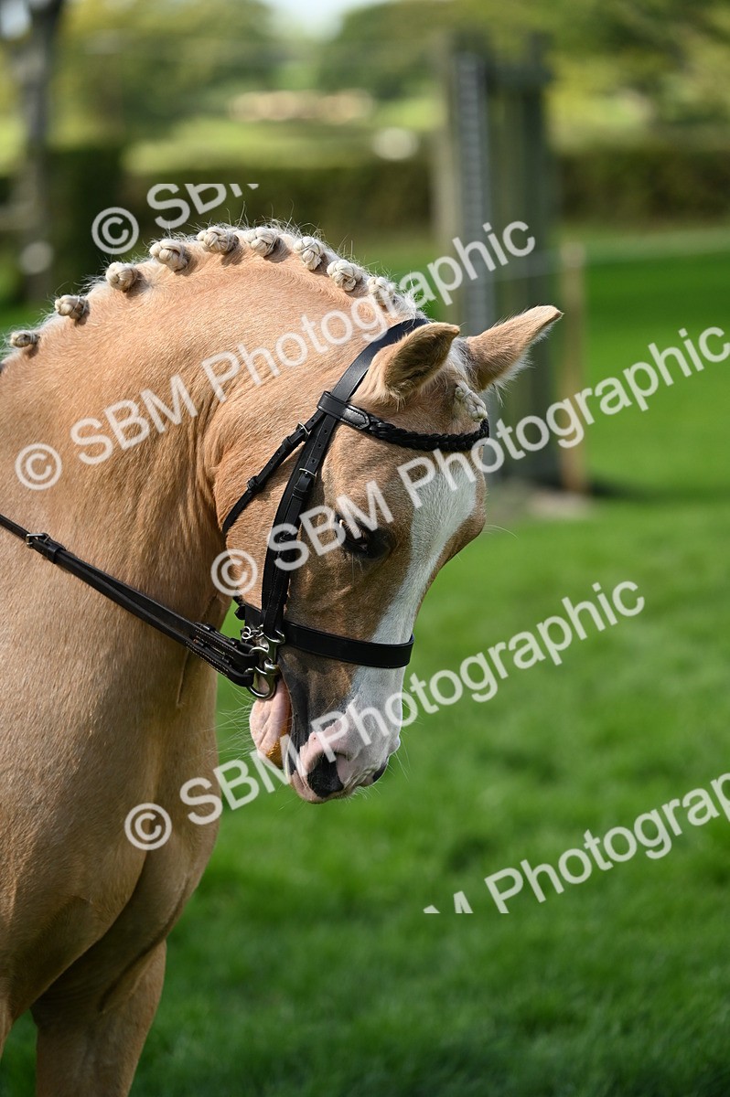 SBM_02837 - S3 - TSR Ridden Pony Showing