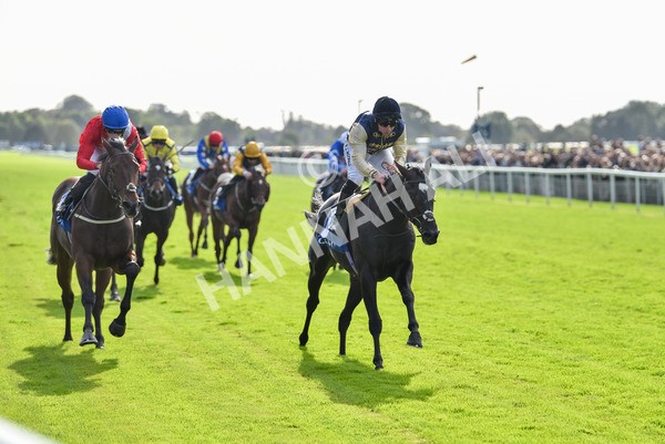 141023-Race 1-Purosangue-0535 - Race 1 1.15pm Coral Rockingham Stakes