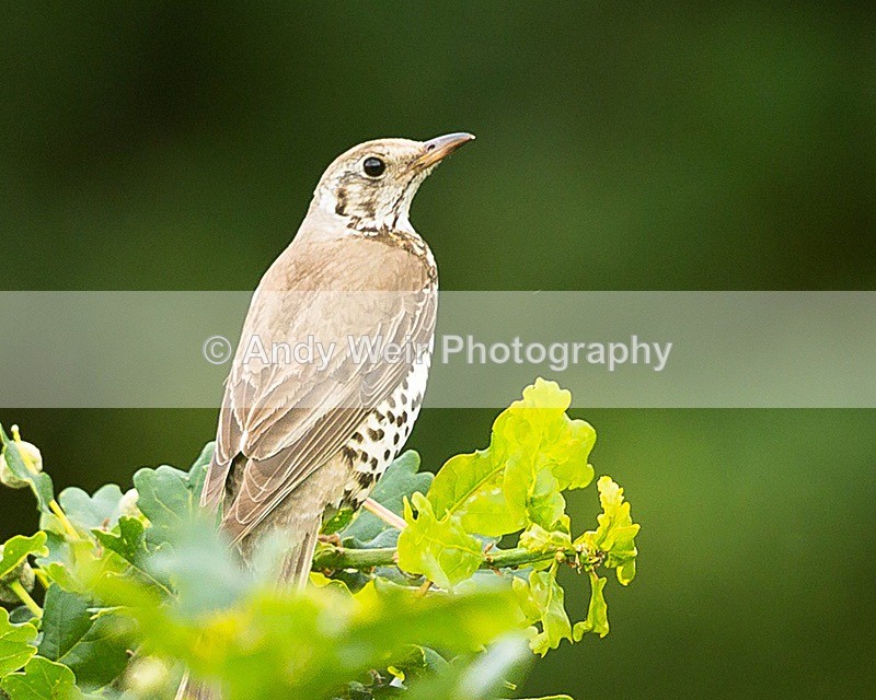 170710-untitled0100 - Thrushes
