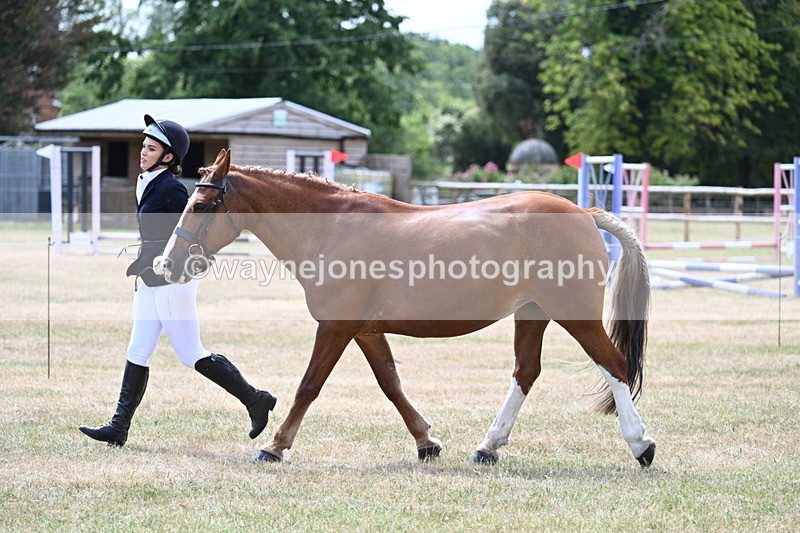 WJ7_1970 - Class 4a Prettiest Mare 14.2hh and over hand