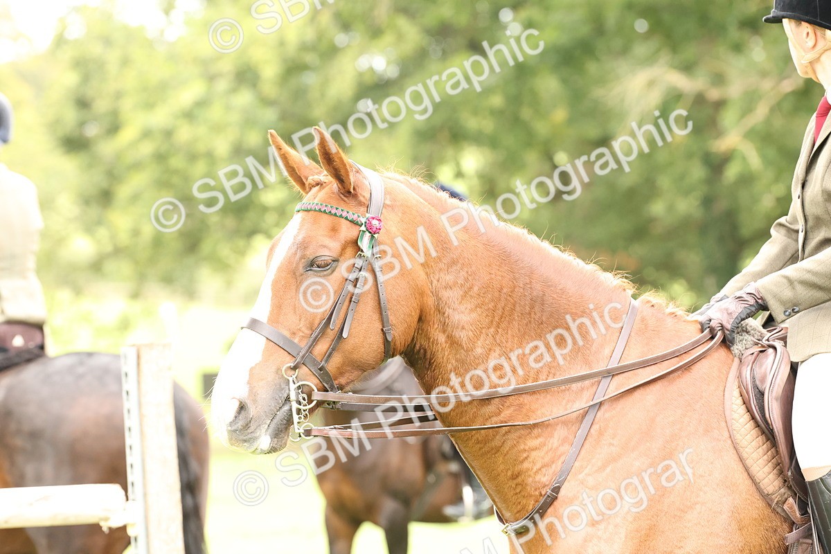 SBM_64312 - S65 - Riding Horse & Hack & Thoroughbred Ridden