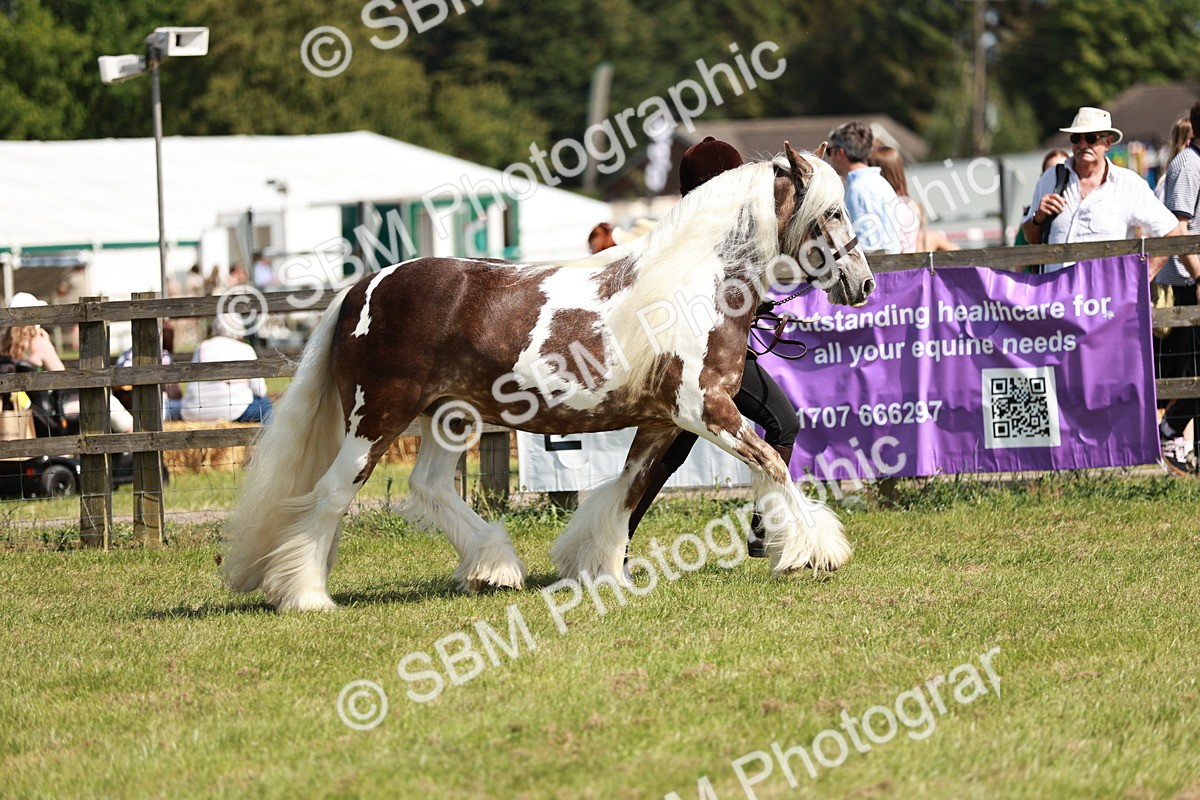 SBM_08782 - Class 63-65 - Traditional Gypsy Cobs In Hand & Ridden
