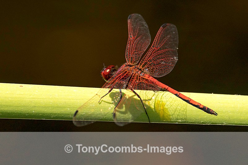 Red Basker - Victoria Falls