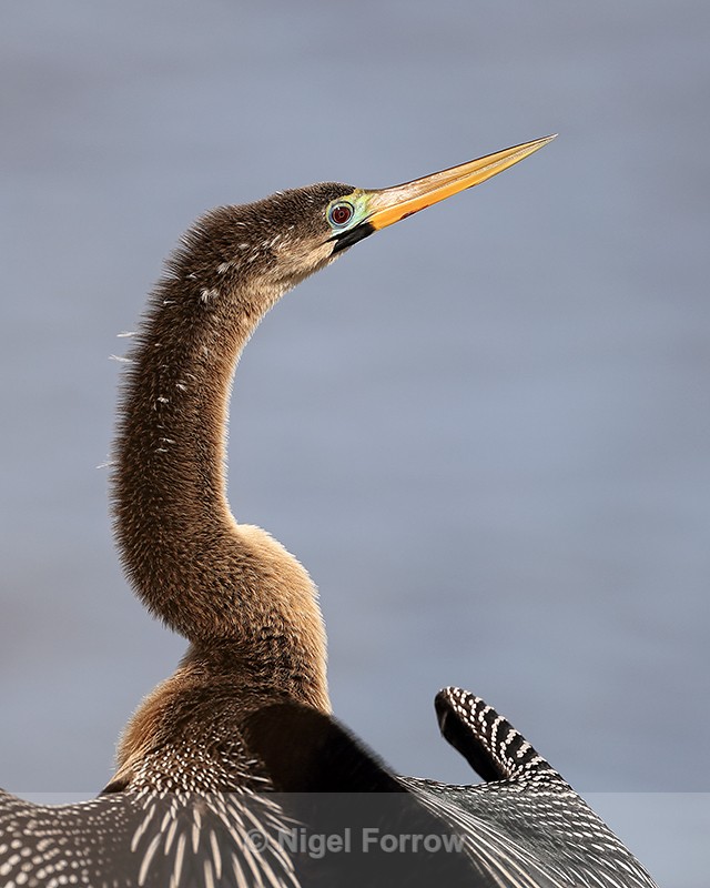 Anhinga (female / immature) close view, Viera Wetlands, Florida - Anhinga
