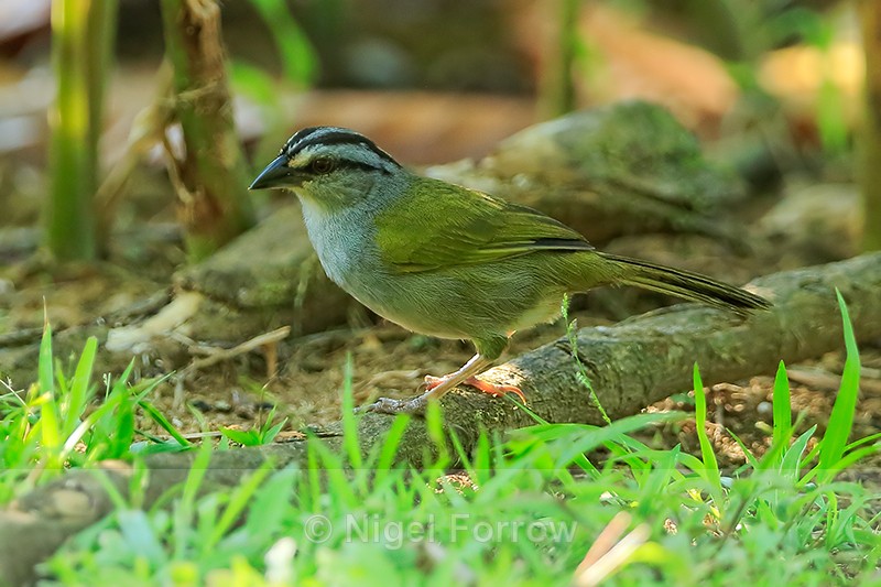 Black-striped Sparrow, Costa Rica - Black-striped Sparrow