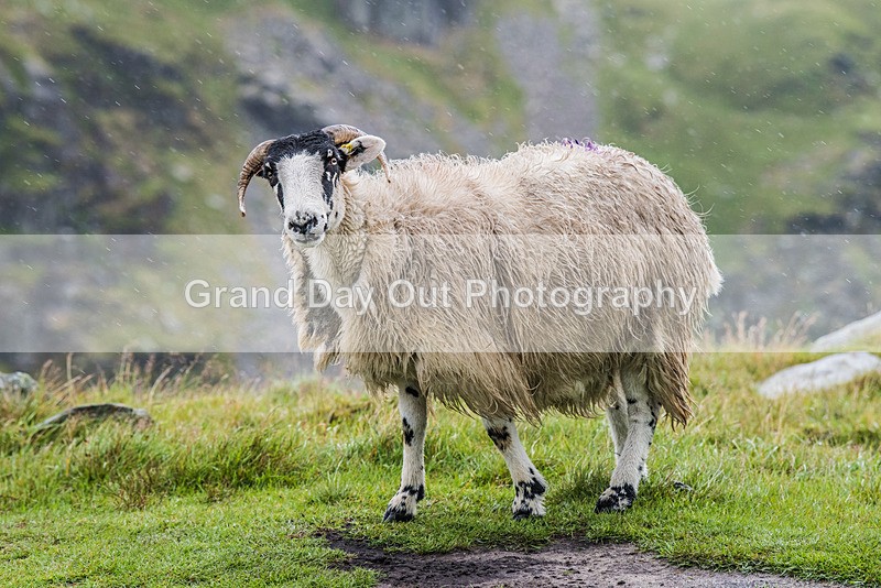 Kentmere-1033 - Pete Bland Kentmere Horseshoe Fell Race Sunday 16th July 2023