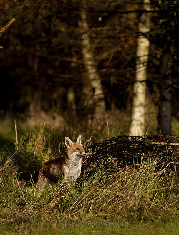 RED FOX 33 - THE RED FOX PORTFOLIO No 1