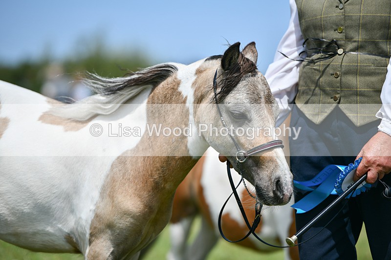 DSC_7438 - Class 62: Coloured Pony Youngstock