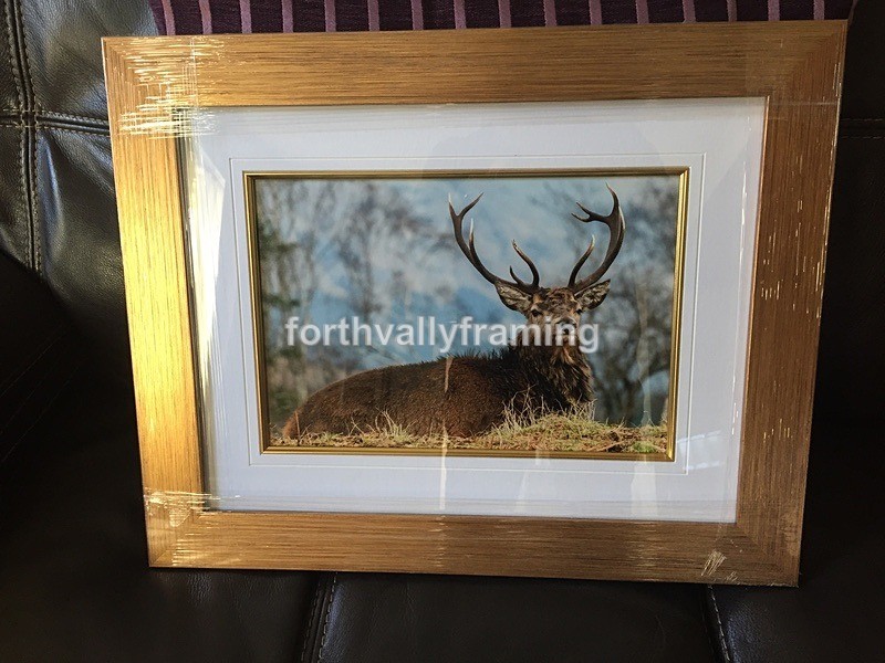  - Scottish Stags- picture