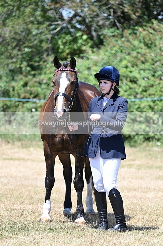 WJ7_2345 - Class 5a Most Handsome Gelding in hand (above 14.2hh)