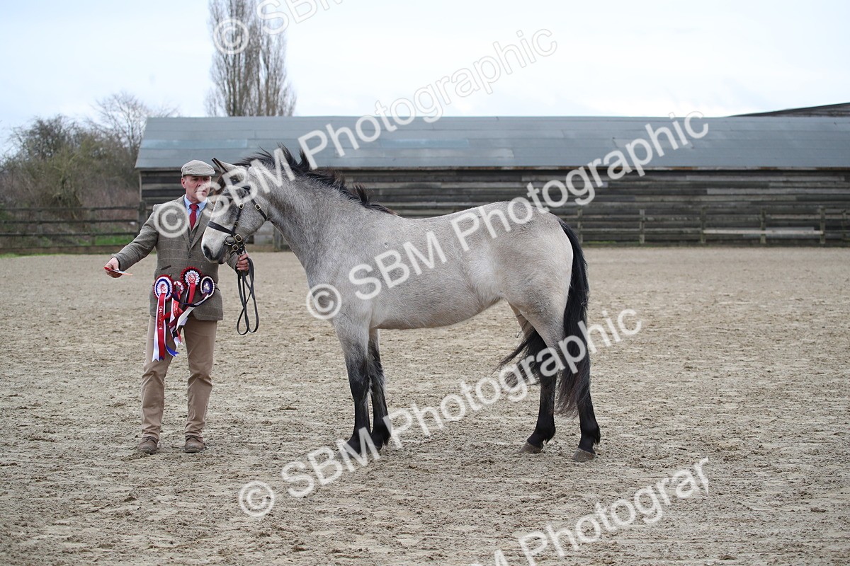 SBM_004124 - Class 1-4 - Young Stock classes Inc. In Hand Championship