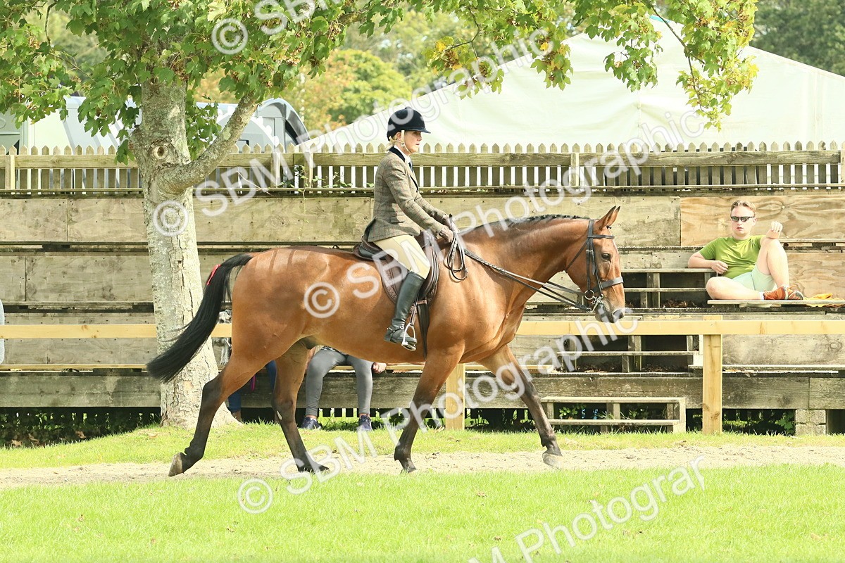 SBM_66699 - S34 - Rehabilitated Rescue Horse & Pony In Hand & Ridden
