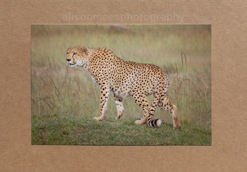 027 Cheetah - For Sale - Handmade Cards £2.50 each