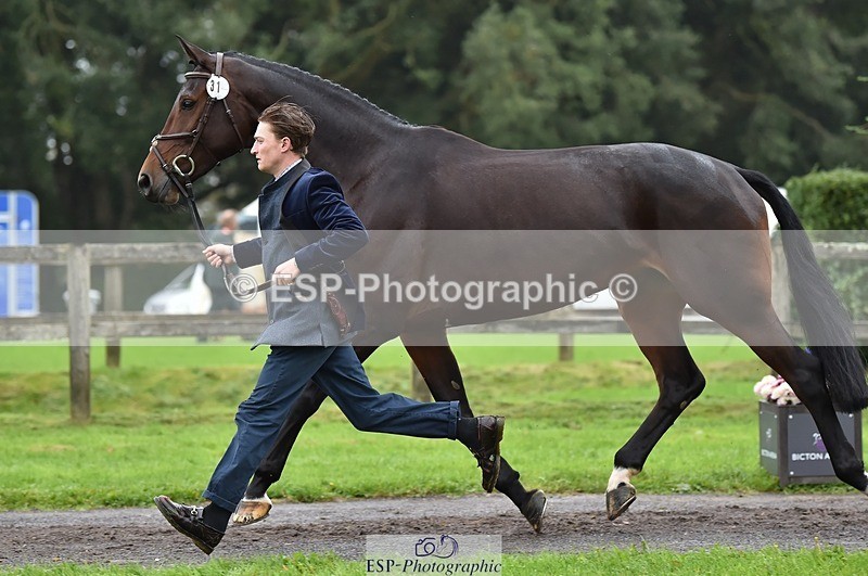 231018-122222-00243 - 031-ARIELLA-Morgan.Wyatt-TrotUp