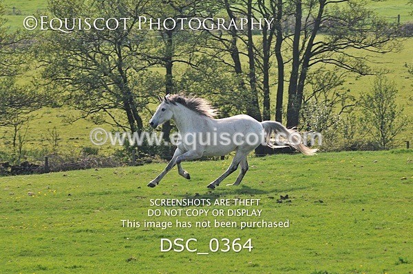 DSC_0364 - ARCHIVE REQUEST - Quincy and Guinness