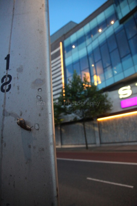 Common Garden Snail in Bristol street - Urban Snail photography - Bristol