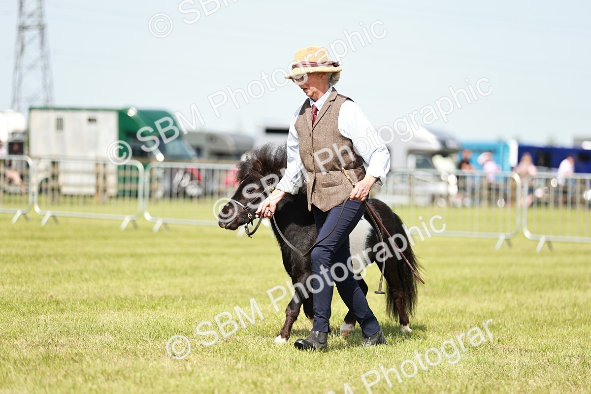SBM_01921 - Class 14-23 - Mountain & Moorland In Hand Non Welsh