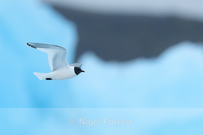 Sabine's Gull flying, iceberg background, Jokulsarlon, Iceland - Sabine's Gull