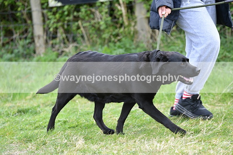 WJ5_0030 - Class 5 Best Veteran / 7 years & over