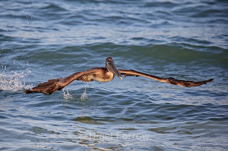 Brown Pelican (juvenile) legs retracted for take-off, Florida - Brown Pelican