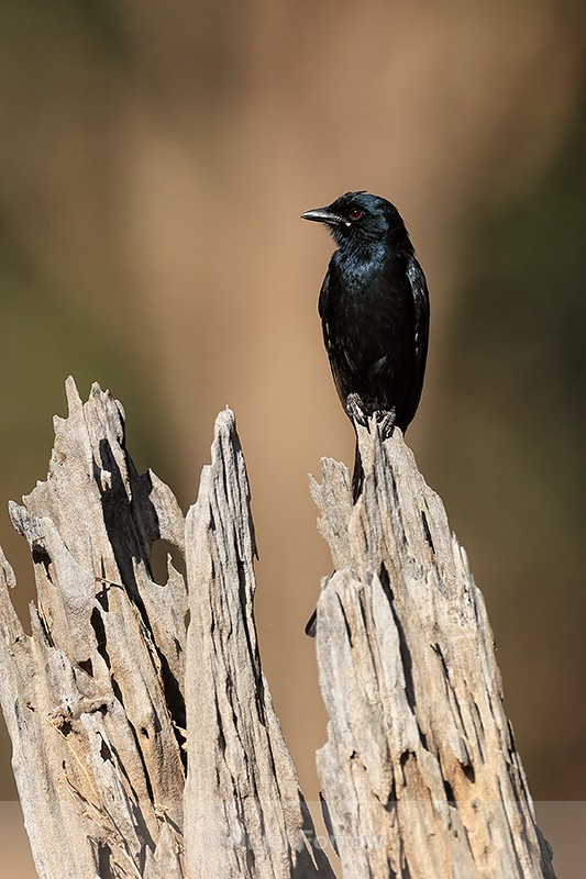 Black Drongo perched on stump, Bandhavgarh, India - Black Drongo