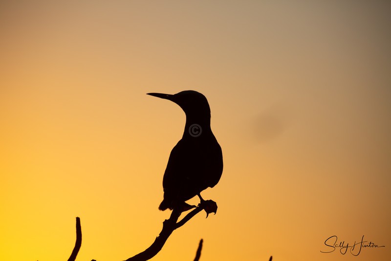 Noddy at Sunset