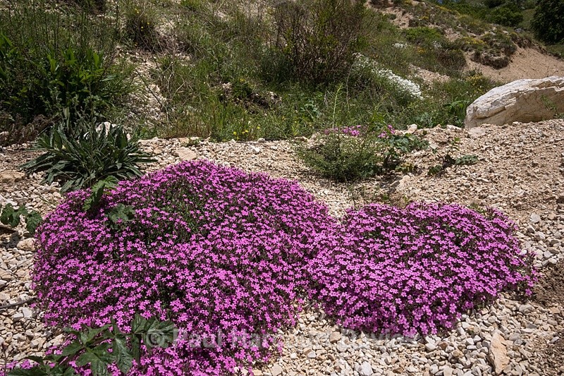  - Plants: wide-angle