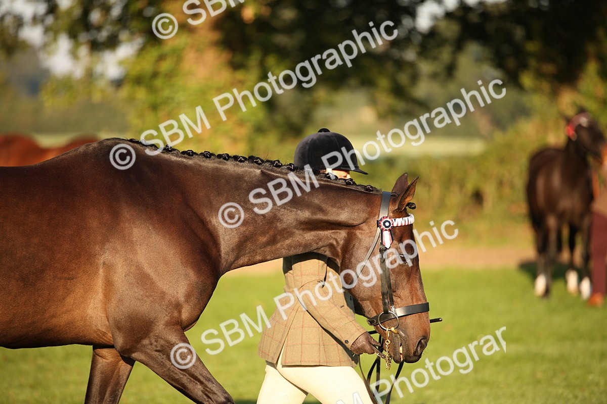 SBM_56890 - S49 - Riding Horse & Hack & Thoroughbred In Hand