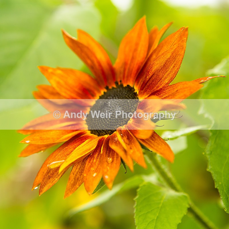 20131002-3K8A6740 - Plants & Flowers