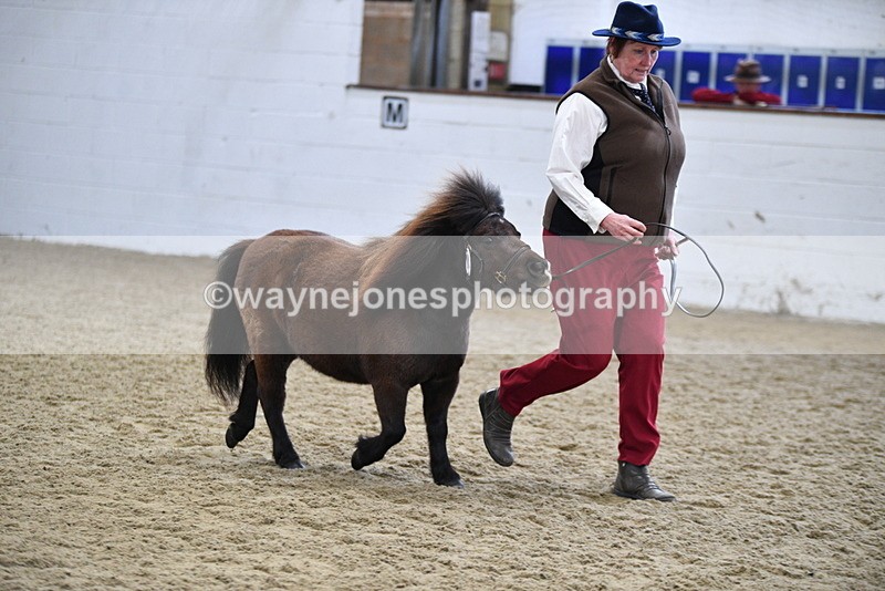 WJ5_5470 - Class 4 In hand M&M - small breeds