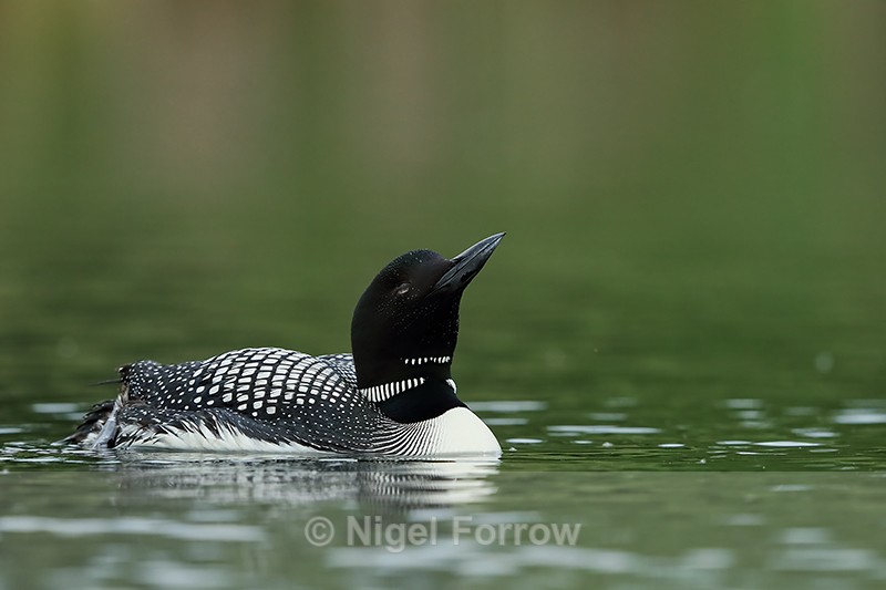 Common Loon with raised bill, Minnesota, USA - Great Northern Diver