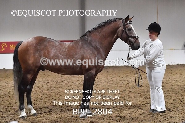BPP_2804 - LOOSE JUMPING / SPSS