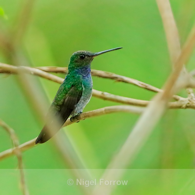 Charming Hummingbird (male), Costa Rica - Charming Hummingbird