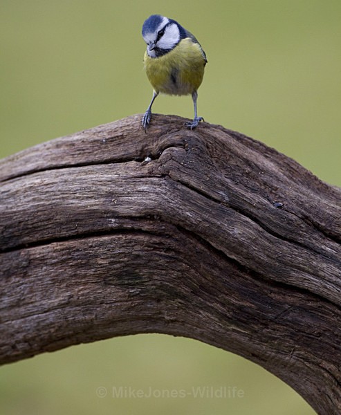 BLUE TIT REF BT 1 - THE BLUE TIT