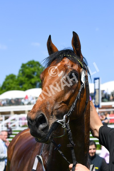 270523-Race 1-Doctor Khan Junior-0219 - Race 1 1.35pm William Hill Keep Your Raceday Positive Handicap