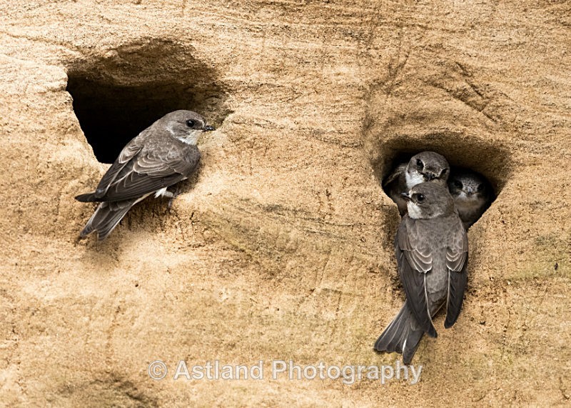 Astland Photography, Bird and Wildlife Images, Susan and Peter Wilson, U.K.