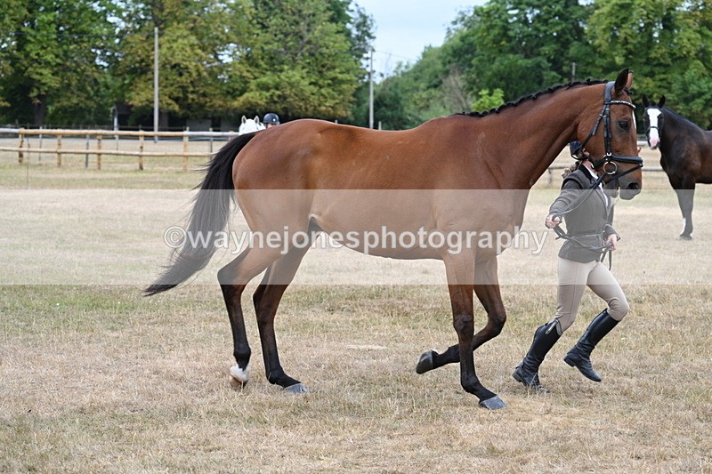 WJ7_0008 - Class 5a Most Handsome Gelding (above 14.2hh)