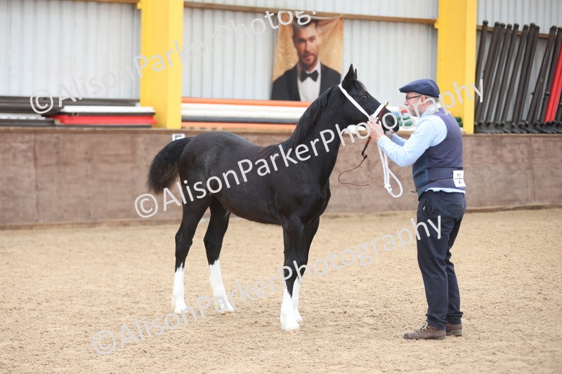 20251109-0806 - Class 24 - Foals