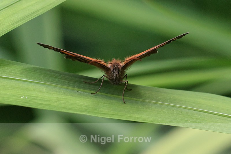 Gatekeeper resting front view, Oxfordshire, UK - INSECTS