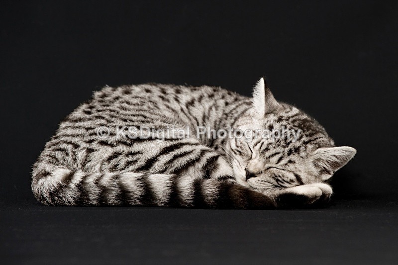 Tufton Miami Inkspot (30s) - Tufton British Shorthairs