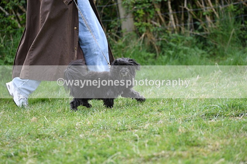 WJ5_9113 - Class 1 Best Cross Breed / Heniz 57