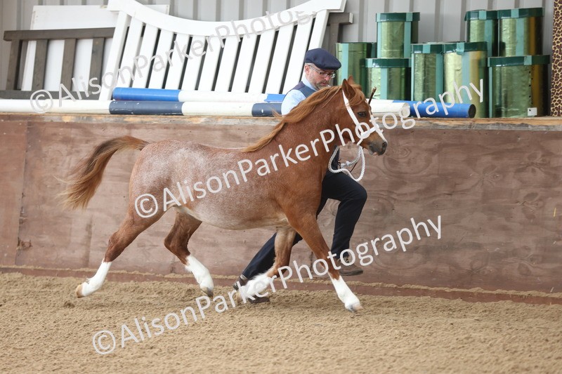 20251109-0493 - Class 18 - Yearling, Colt, Filly or Gelding