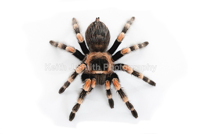 7SKJ4107 - Roaming Reptile Show III